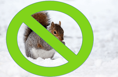 Ban the Squirrels, take back control