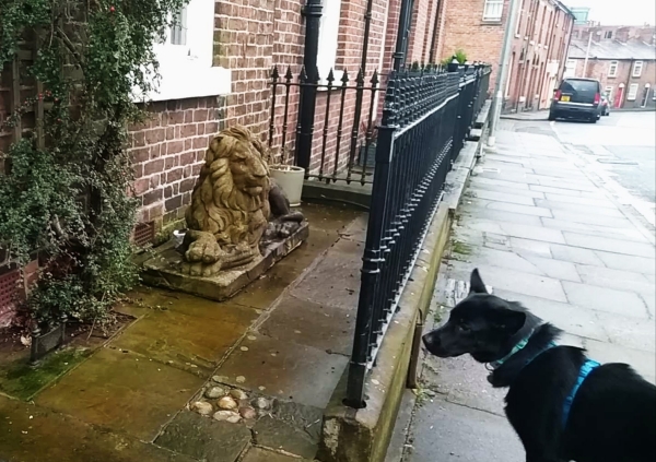 Leo looking at the lion in daylight