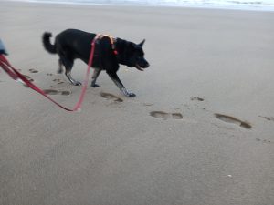 Leo walking on the beach while reflecting on listening to your body in self-employment