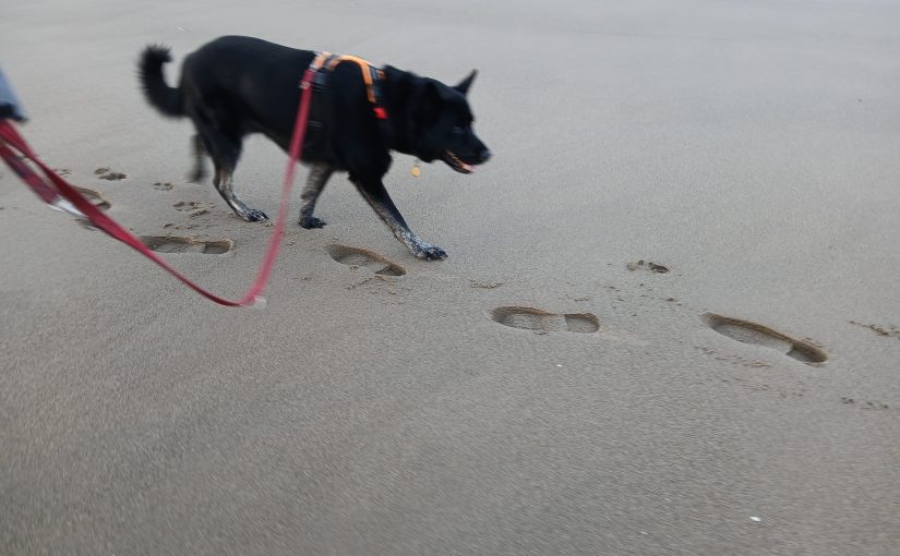 Leo walking on the beach while reflecting on listening to your body in self-employment