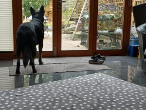 Black shepherd-type dog standing at patio doors looking out into the garden, representing reflection, decision-making, and knowing when to move forward.