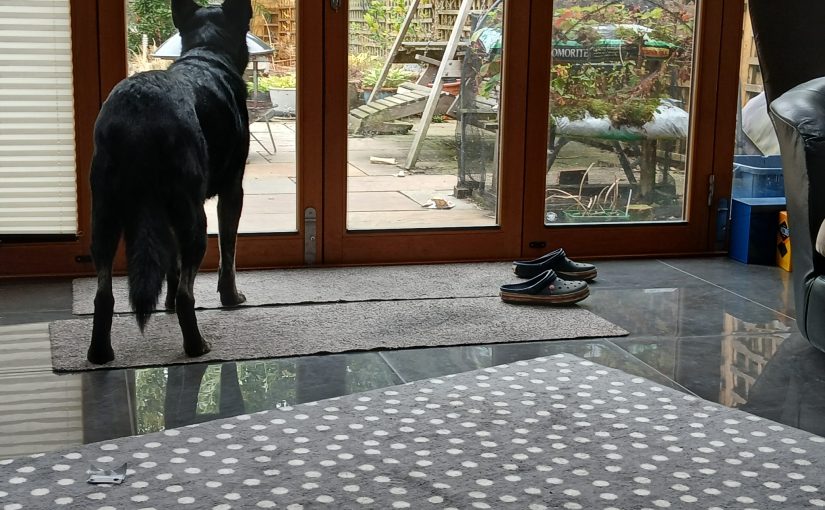 Black shepherd-type dog standing at patio doors looking out into the garden, representing reflection, decision-making, and knowing when to move forward.