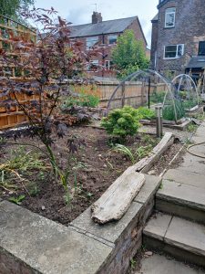 Vegetable garden showing different plants growing steadily through regular care and attention over time