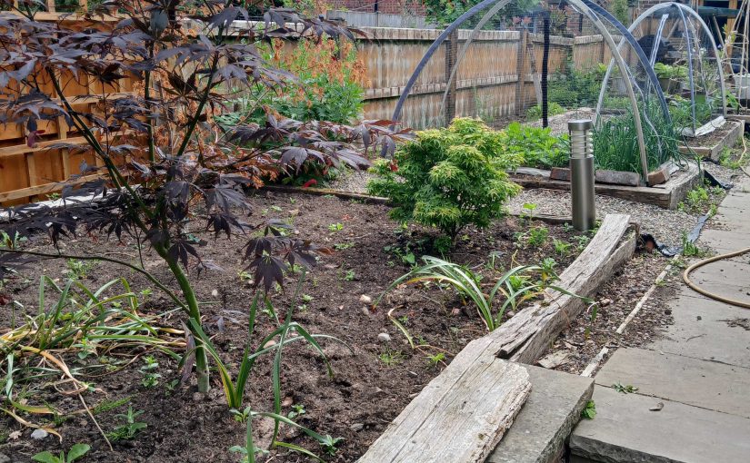 Vegetable garden showing different plants growing steadily through regular care and attention over time