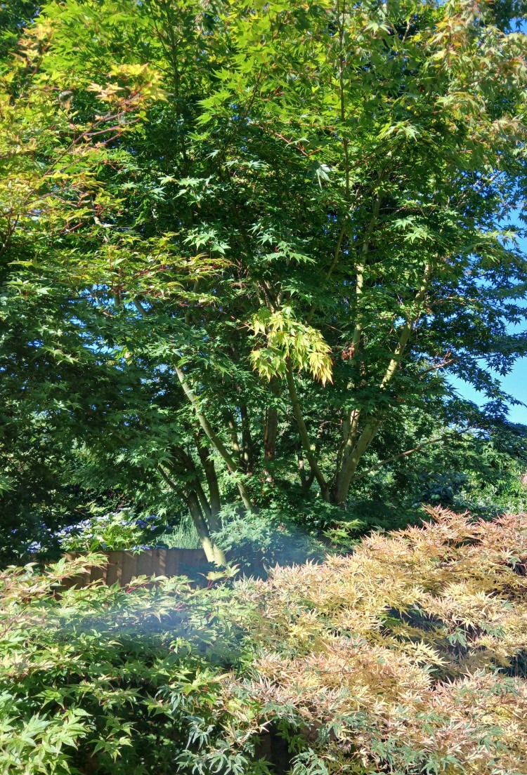 View across a peaceful summer garden with acer trees and blue sky where I planned blog ideas away from my desk.
